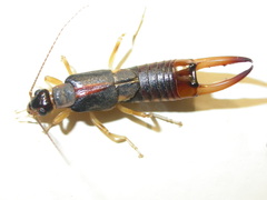 Eteodermaptera