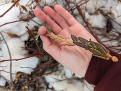 Rhododendron groenlandicum