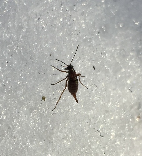 Snow-born Boreus photo 5
