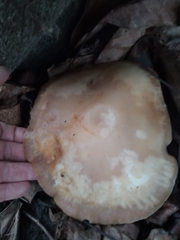 Agaricus