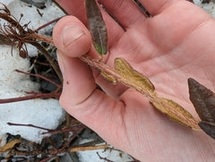 Rhododendron groenlandicum