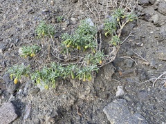 Tetraena fontanesii image