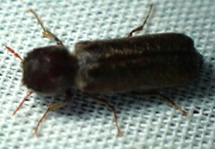 Amphicerus bicaudatus