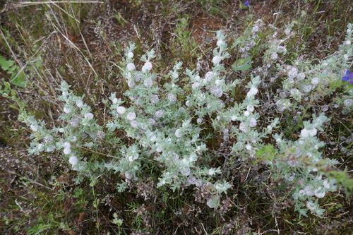 Image of Dissocarpus paradoxus by (c) Gary Williams, some rights reserved (CC BY-SA)