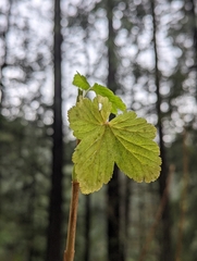 Ribes sanguineum