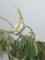 Lonchocarpus pluvialis