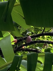 Theobroma cacao