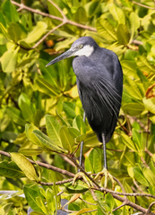 Egretta gularis
