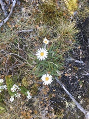 Celmisia spectabilis spectabilis