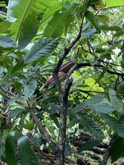 Theobroma cacao