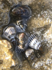 Echinolittorina ziczac