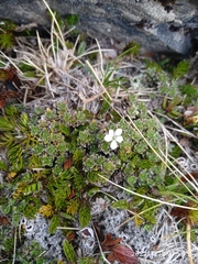 Veronica pulvinaris