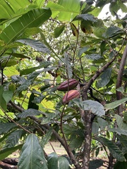 Theobroma cacao