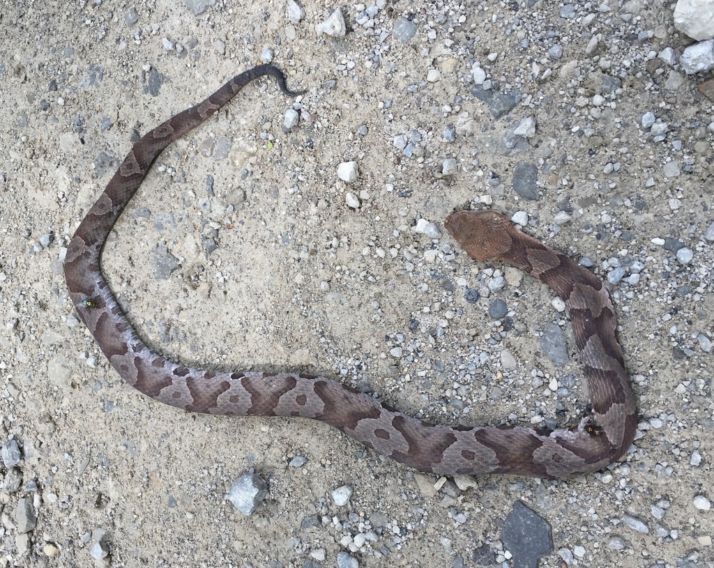 Eastern Copperhead from Abner/Hollow Rd, Lynx, OH, US on July 19, 2019