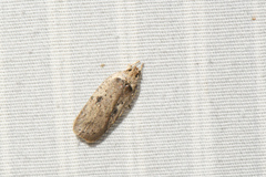 Agonopterix argillacea