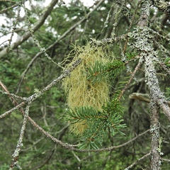 Usnea subrubicunda