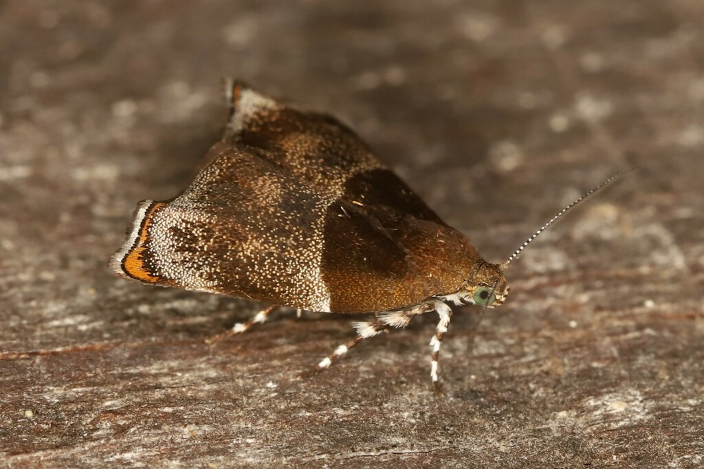 Ornarantia biferana