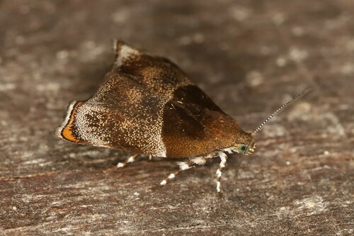 Ornarantia biferana