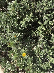 Borrichia arborescens