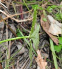Hydrocotyle paludosa