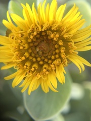 Borrichia arborescens