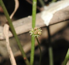 Hydrocotyle paludosa