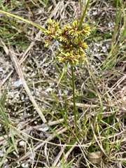 Cyperus surinamensis