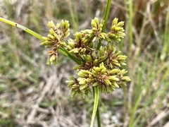 Cyperus surinamensis