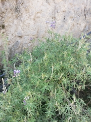 Lupinus pubescens