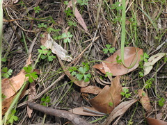 Hydrocotyle paludosa