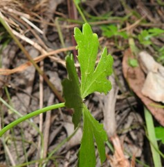 Hydrocotyle paludosa