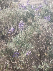 Lupinus pubescens