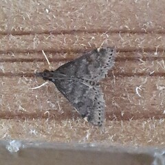 Steniodes declivalis