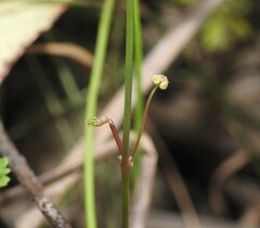 Hydrocotyle paludosa