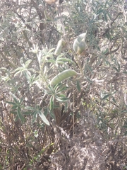 Lupinus pubescens