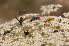 Cteniopus sulphureus