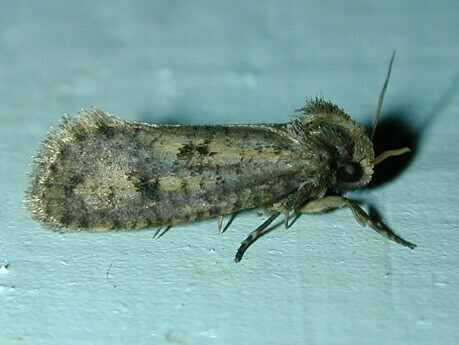 Clemens' Grass Tubeworm Moth from Bedford Audubon Society, Katonah, NY ...