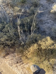 Vachellia vernicosa