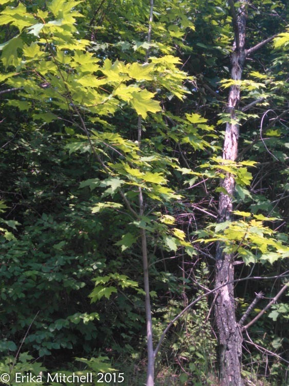 Sugar Maple