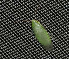 Panchlora