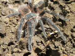Lasiodora