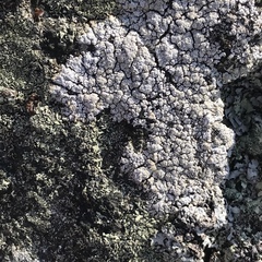Ostropomycetidae