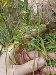 Dracophyllum sinclairii