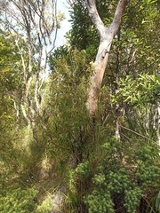 Dracophyllum sinclairii