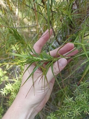 Dracophyllum sinclairii