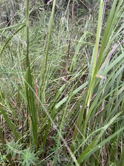 Dianella