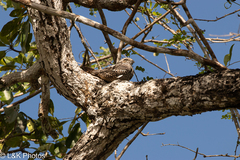 Chordeiles acutipennis