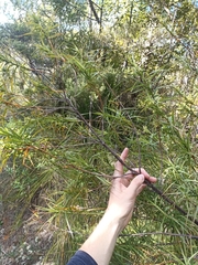 Dracophyllum sinclairii