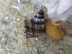 Clibanarius tricolor