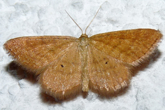 Idaea serpentata